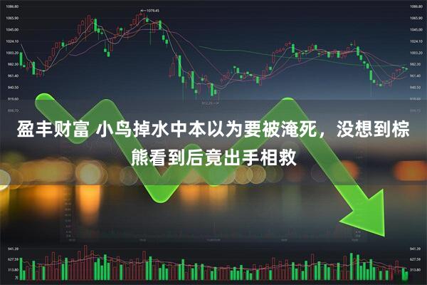 盈丰财富 小鸟掉水中本以为要被淹死，没想到棕熊看到后竟出手相救